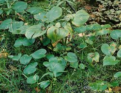 Calla palustris (czermień błotna)