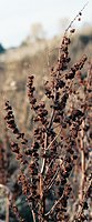 Rumex crispus (szczaw kędzierzawy)