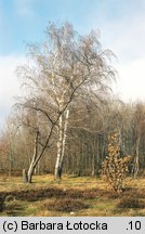 Betula pendula ssp. obscura (brzoza ciemna)