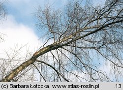 Betula pendula ssp. obscura (brzoza ciemna)