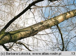 Betula pendula ssp. obscura (brzoza ciemna)