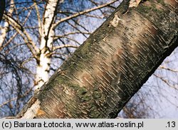 Betula pendula ssp. obscura (brzoza ciemna)