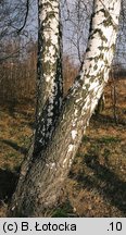 Betula pendula (brzoza brodawkowata)