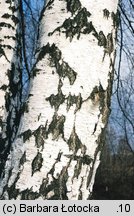 Betula pendula (brzoza brodawkowata)