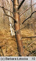 Betula pendula ssp. obscura (brzoza ciemna)