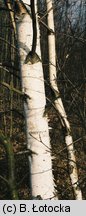 Betula pendula (brzoza brodawkowata)