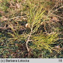 Pinus sylvestris (sosna zwyczajna)