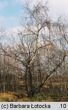 Betula pendula ssp. obscura (brzoza ciemna)