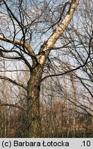 Betula pendula ssp. obscura (brzoza ciemna)