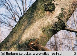 Betula pendula ssp. obscura (brzoza ciemna)