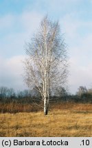 Betula pendula (brzoza brodawkowata)