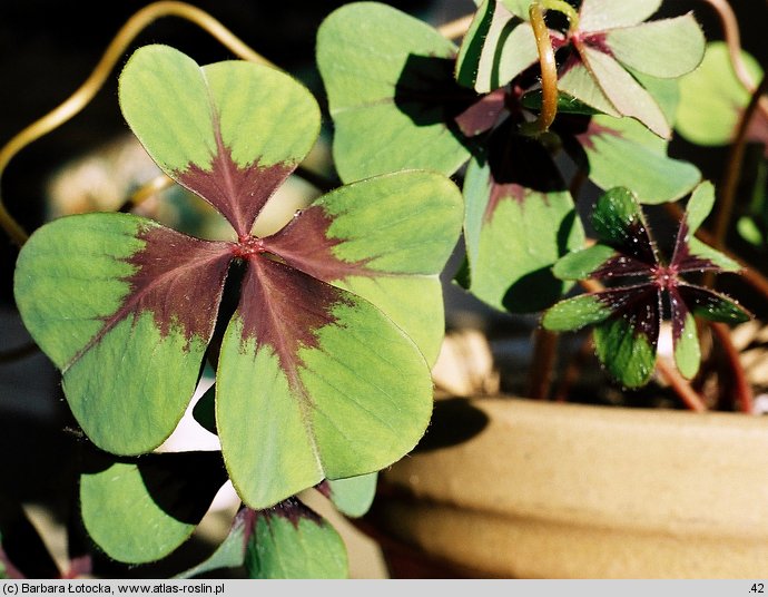 Oxalis tetraphylla (szczawik czterolistny)