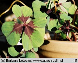 Oxalis tetraphylla (szczawik czterolistny)