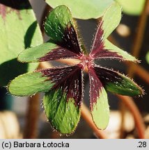 Oxalis tetraphylla (szczawik czterolistny)