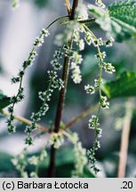 Urtica dioica