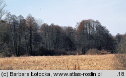 Alnus glutinosa (olsza czarna)