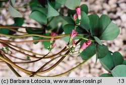 Oxalis tetraphylla (szczawik czterolistny)