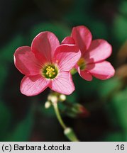 Oxalis tetraphylla (szczawik czterolistny)