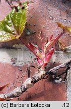 Parthenocissus tricuspidata (winobluszcz trójklapowy)