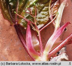 Parthenocissus tricuspidata (winobluszcz trójklapowy)