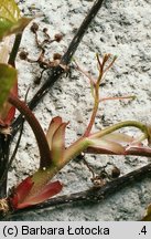 Parthenocissus tricuspidata (winobluszcz trójklapowy)