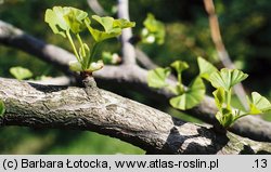 Ginkgo biloba