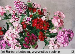 Dianthus barbatus ssp. barbatus