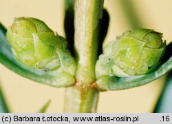 Juniperus communis (jałowiec pospolity)