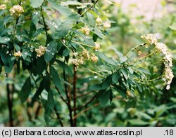 Spiraea media