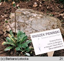 Taraxacum pieninicum