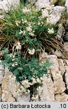 Astragalus australis (traganek jasny)