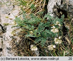 Astragalus australis (traganek jasny)