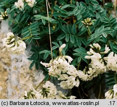 Astragalus australis (traganek jasny)