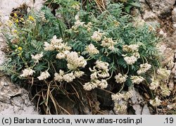 Astragalus australis (traganek jasny)