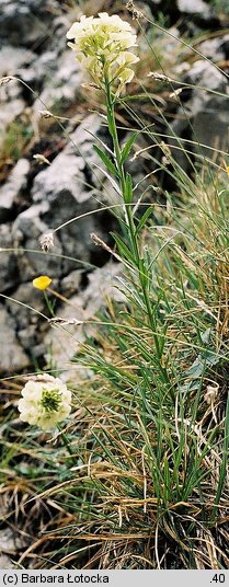 Erysimum wittmannii