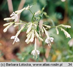 Silene nemoralis