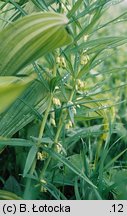 Polygonatum verticillatum