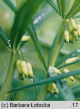 Polygonatum verticillatum