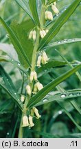 Polygonatum verticillatum