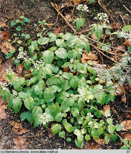 Valeriana tripteris