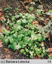 Valeriana tripteris