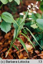 Cephalanthera longifolia