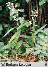 Cephalanthera longifolia