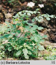 Thalictrum aquilegiifolium