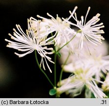 Thalictrum aquilegiifolium