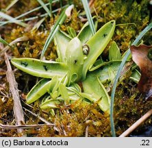 Pinguicula vulgaris ssp. vulgaris