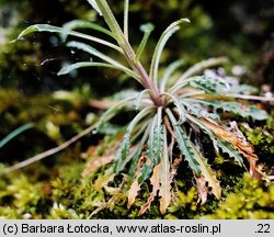 Erysimum wittmannii