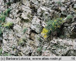 Alyssum saxatile