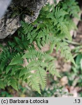 Gymnocarpium robertianum