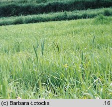 Gladiolus imbricatus